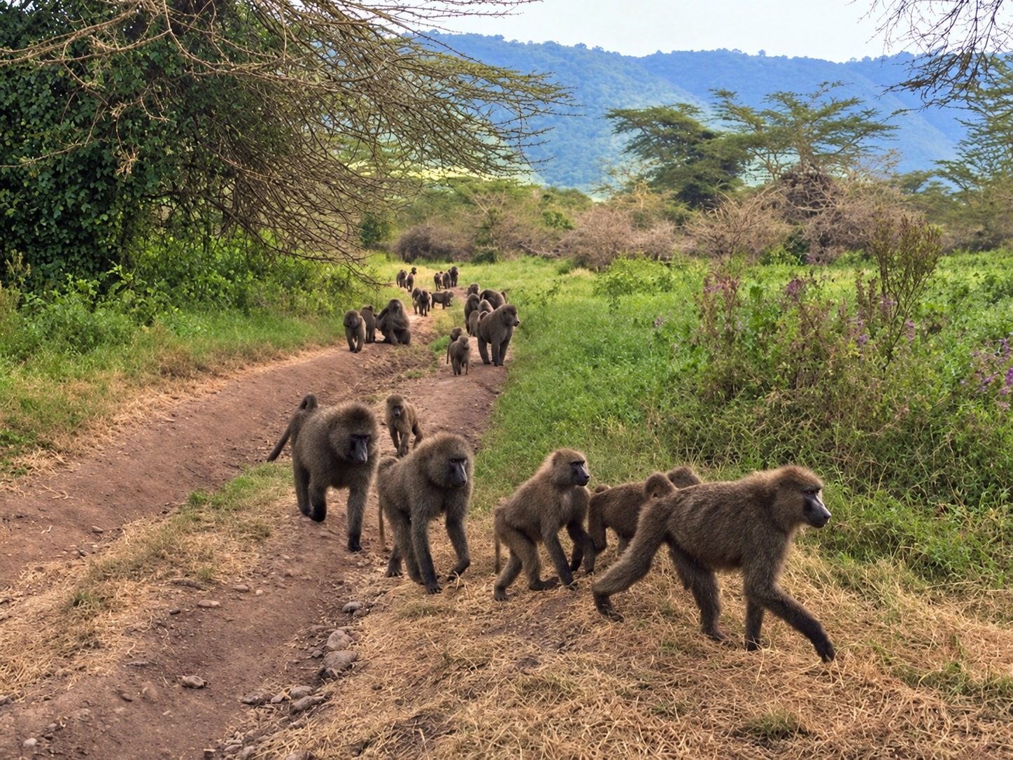 Baboon troop crossing a safari track