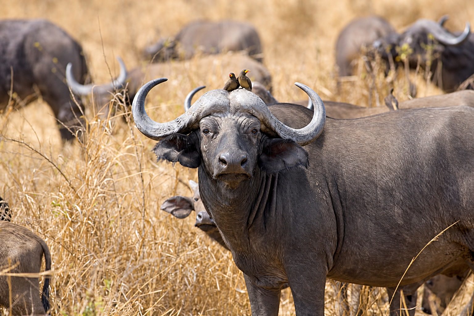African buffalo resting in dry grass