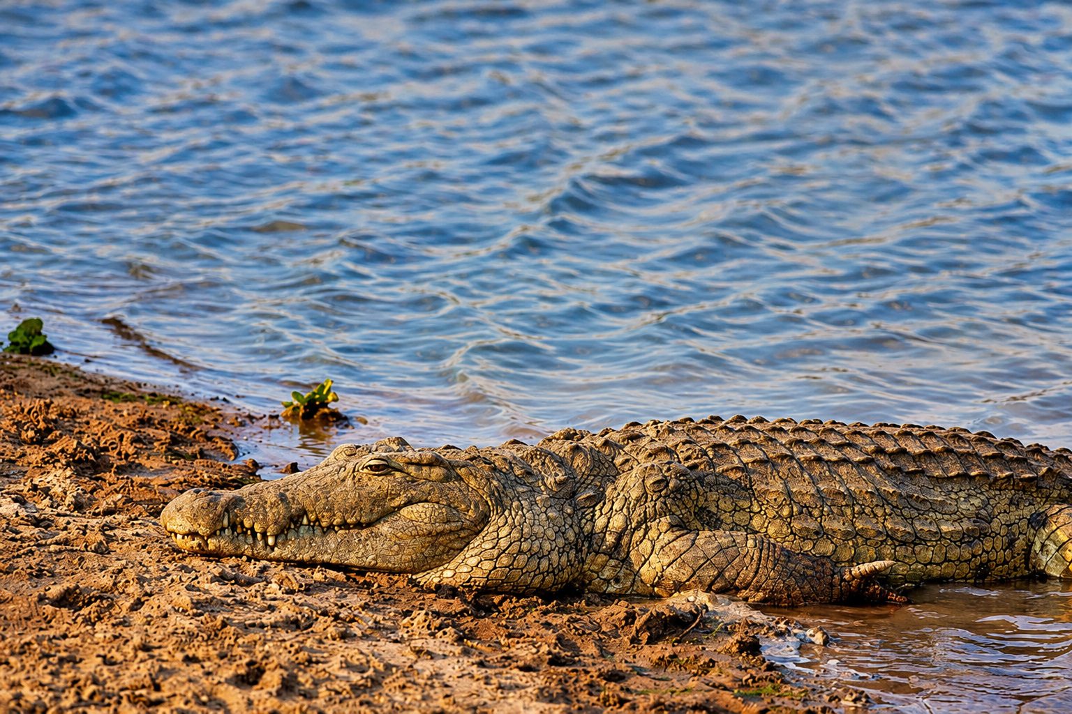 Crocodile resting beside the water
