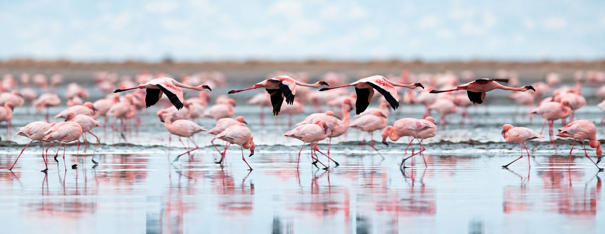Flamingos gathered on Lake Natron