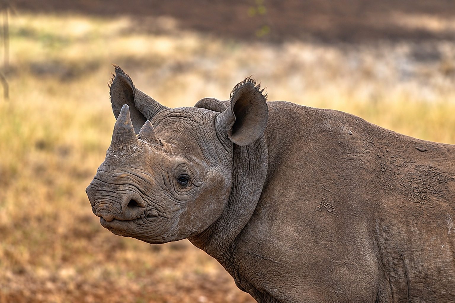 Black rhinoceros in the savannah